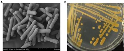 The characteristics of protein-glutaminase from an isolated Chryseobacterium cucumeris strain and its deamidation application
